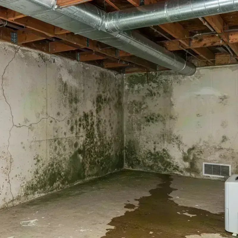 Professional Mold Removal in Charleston, WV